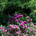 Rhododendron ‘Colonel Coen’ Live Evergreen Shrub with Purple Blooms, Dark Purple Blotch, Hardy Landscape Plant