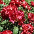 Rhododendron ‘Kluis Sensation’ Evergreen Shrub – Red Ruffled Blooms, 15–18 Inch Field Grown Plant, Cold Hardy to -5°F
