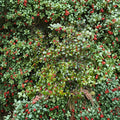 Christmas Carol American Holly Live Female Plant, Quart Pot Ilex opaca with Red Berries, Evergreen Landscape Tree