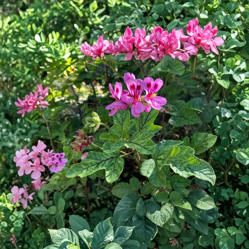Lavender Pink Scented Geranium Cuttings – Pelargonium, 4 Live 6-Inch, Pepper Fragrant, Rare Flowering Herb