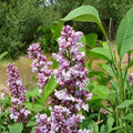 French Lilac Shrub – Double Pink Fragrant Flowers – Syringa vulgaris Live Potted Plant