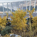 Ginkgo biloba ‘Spring Grove’ Dwarf Tree – Golden Fall Color, Container Plant, Male Ornamental Landscape