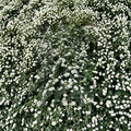 Renaissance Bridal Wreath Spirea Live Shrub in 4-Inch Pot, White Flowering Deciduous Landscape Plant, Spiraea vanhouttei