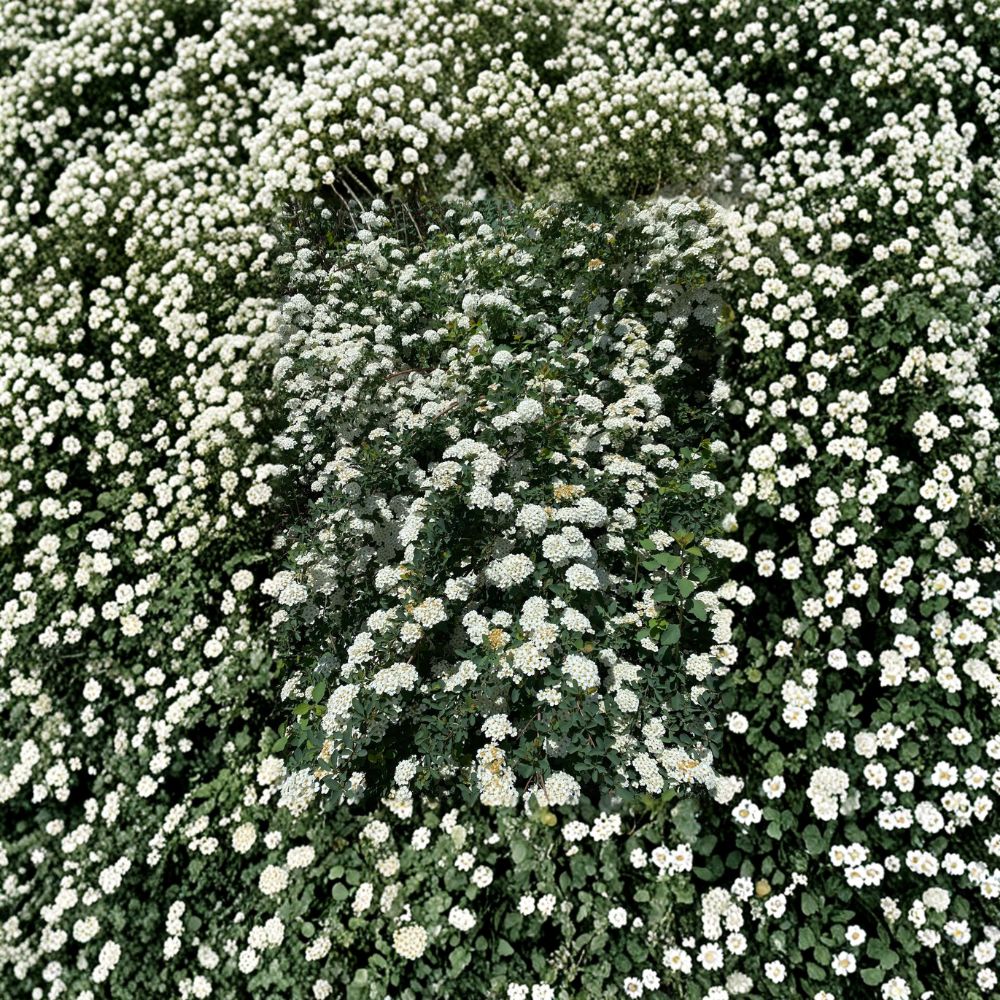 Renaissance Bridal Wreath Spirea Live Shrub in 4-Inch Pot, White Flowering Deciduous Landscape Plant, Spiraea vanhouttei