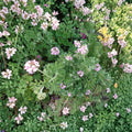 Attar of Roses Geranium Cuttings – Pelargonium capitatum – 4 Live 6-Inch Scented Herb Plants for Gardens & Containers