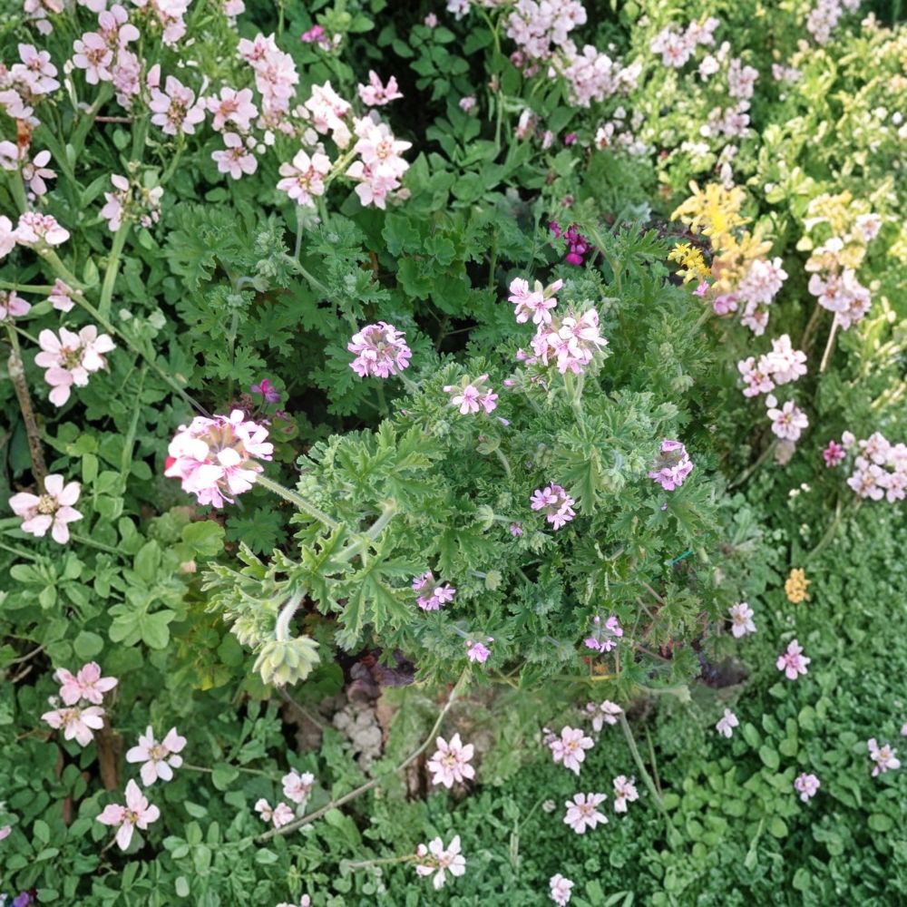Attar of Roses Geranium Cuttings – Pelargonium capitatum – 4 Live 6-Inch Scented Herb Plants for Gardens & Containers