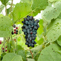Seedless Joy Grape Cuttings – Vitis vinifera Live Propagation Stems for Home Growing, Fresh Eating, Backyard Vineyard