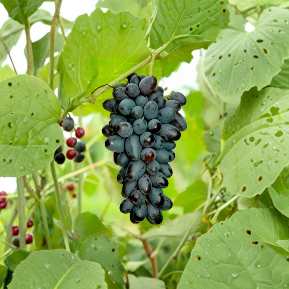 Seedless Joy Grape Cuttings – Vitis vinifera Live Propagation Stems for Home Growing, Fresh Eating, Backyard Vineyard