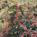 Winter Gold Winterberry Holly Live Female Shrub in 1-Gallon Pot with Vibrant Orange Berries Ilex verticillata