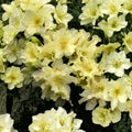 Rhododendron ‘Patty Bee’ Dwarf Evergreen Shrub with Yellow Blooms, Cold Hardy Container Plant, Rhododendron indicum