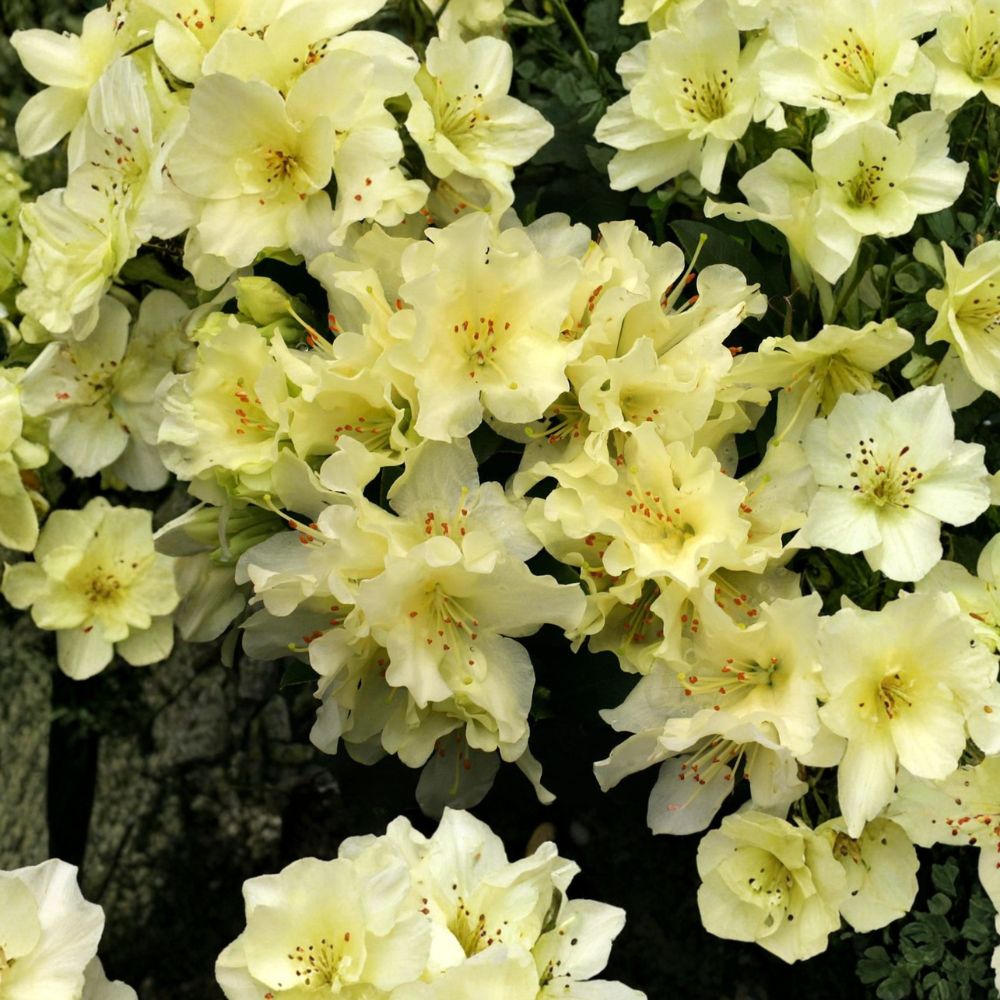 Rhododendron ‘Patty Bee’ Dwarf Evergreen Shrub with Yellow Blooms, Cold Hardy Container Plant, Rhododendron indicum