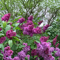 Charles Joly French Lilac Shrub Potted Syringa vulgaris Double Dark Purple Fragrant Hardy Plant