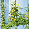 Carolina Jessamine Plants – 25 Live Vines in 3.5" Pots – Yellow Flowering Jasmine – Gelsemium sempervirens Outdoor Climbing Vine