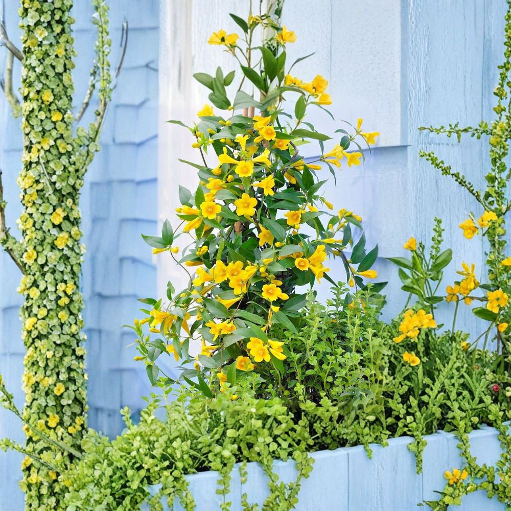 Carolina Jessamine Plants – 25 Live Vines in 3.5" Pots – Yellow Flowering Jasmine – Gelsemium sempervirens Outdoor Climbing Vine