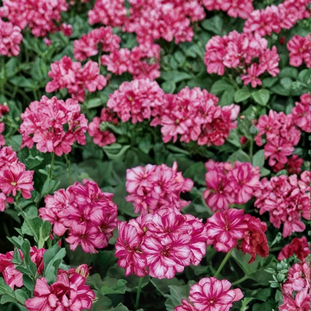 Precision Burgundy Ice Ivy Geranium Seeds – Trailing Pelargonium for Hanging Baskets & Containers, Burgundy & White Blooms