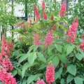 Red Buckeye Tree Live Plant 1 Gallon Aesculus pavia Native Flowering Shrub Hummingbird Pollinator Friendly