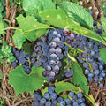 Seedless Concord Grape Cuttings | Vitis labrusca | Sweet Juice & Table Grapes for Home Garden & Vineyards
