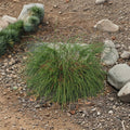 Thuja ‘Whipcord’ Dwarf Weeping Western Red Cedar Evergreen Conifer Container Plant