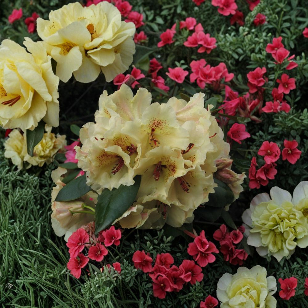 Rhododendron ‘Viscy’ Live Evergreen Shrub with Yellow Ruffled Flowers and Red Freckles, Compact Hardy Plant for Shade Gardens