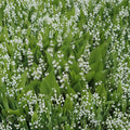 Lily of the Valley Bare Root Plants – Fragrant White Spring Flowers – Groundcover – Convallaria majalis, Shade Garden Perennial
