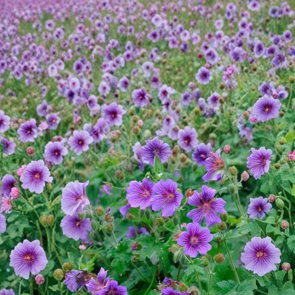 Himalayan Cranesbill Geranium Seeds – Hardy Perennial Flower Seeds for Borders, Containers, Pollinator Gardens | Geranium himalayense