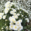 2-Pack White Chrysanthemum Plants – Perennial Garden Mums in Nursery Pots for Borders & Containers