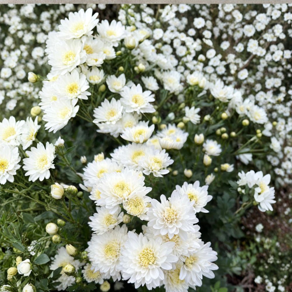 2-Pack White Chrysanthemum Plants – Perennial Garden Mums in Nursery Pots for Borders & Containers