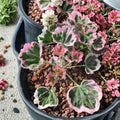 Ice Queen Geranium Seeds – Pelargonium zonale, White & Pink Blooms, Garden & Container Flowers, Easy to Grow, 25+ Seeds