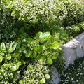 Manhattan Euonymus Live Evergreen Shrub 3 Gallon Pot | Euonymus kiautschovicus Privacy Hedge & Landscape Plant