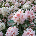Rhododendron ‘Cunningham’s Blush’ Live Evergreen Shrub – White Pink Gold Blooms, Hardy Landscape Plant, Field Grown 12–15 Inches Wide