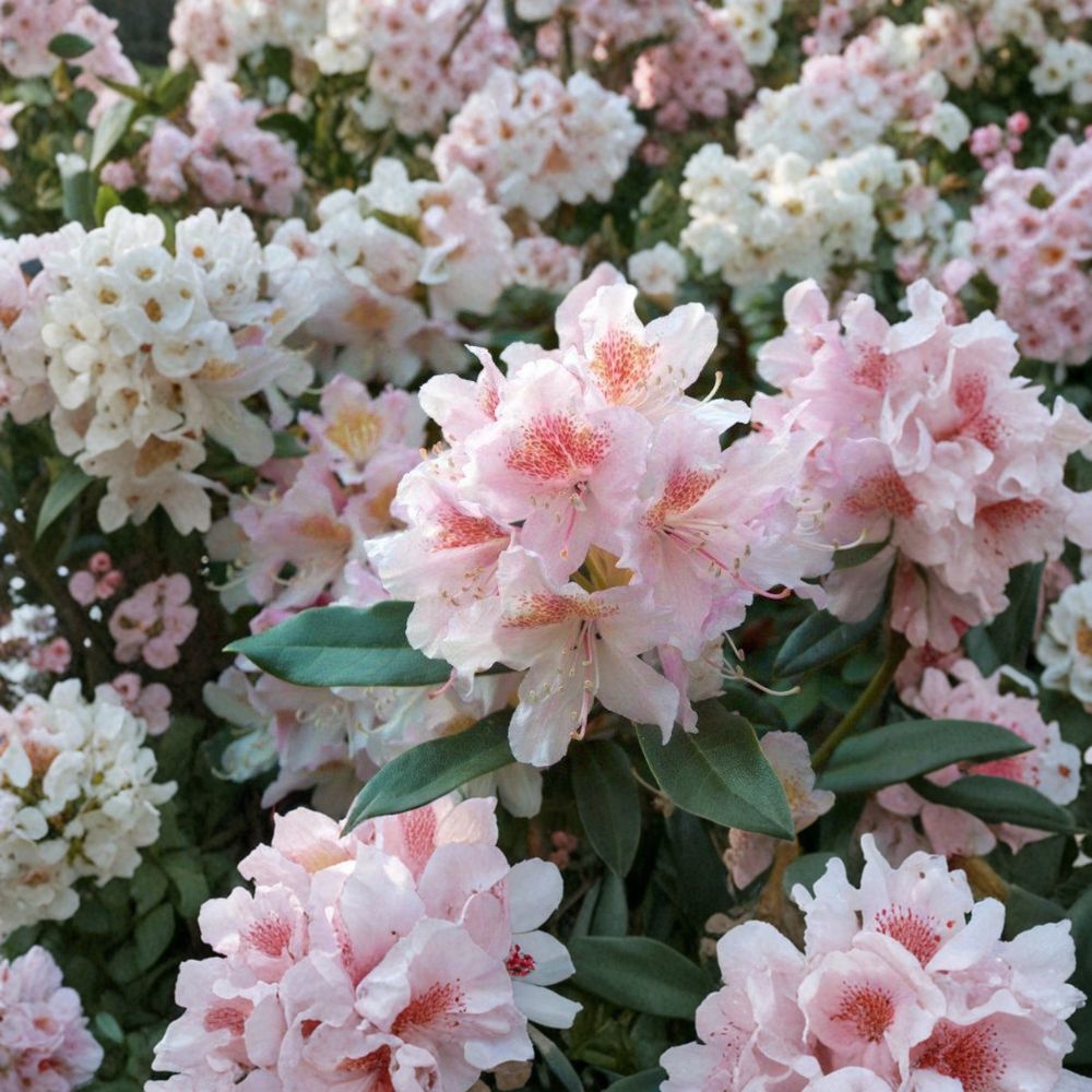 Rhododendron ‘Cunningham’s Blush’ Live Evergreen Shrub – White Pink Gold Blooms, Hardy Landscape Plant, Field Grown 12–15 Inches Wide