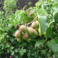 Anna Hardy Kiwi Vine – Female Rooted Edible Actinidia arguta ‘Ananasnaja’ for Zones 4–9, Fuzzless Fruit, Climbing Plant