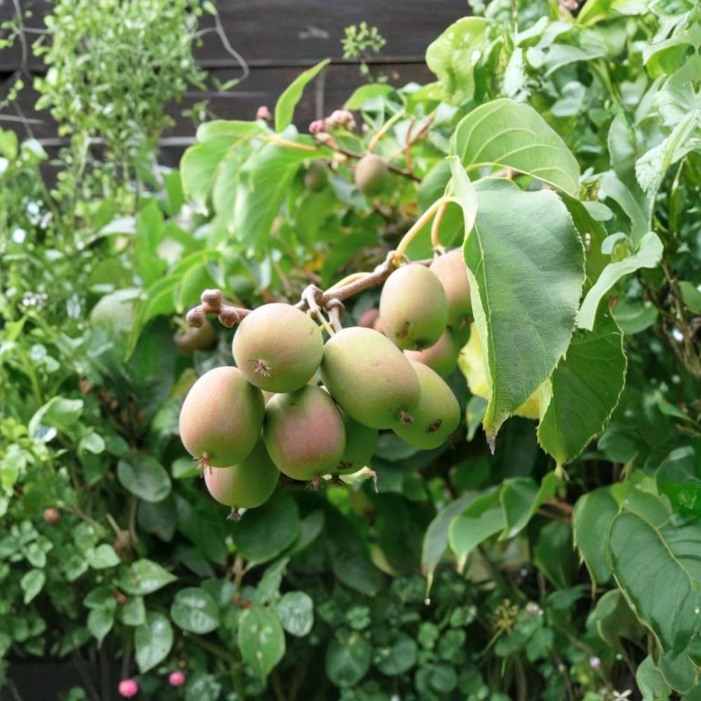 Anna Hardy Kiwi Vine – Female Rooted Edible Actinidia arguta ‘Ananasnaja’ for Zones 4–9, Fuzzless Fruit, Climbing Plant