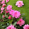 Rhododendron ‘Queen Alice’ Live Evergreen Shrub | Bright Pink Blooms | Cold Hardy Landscape Plant | Container Grown