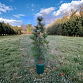 Wintergreen Japanese Umbrella Pine – Live Evergreen Conifer 2 Gallon Pot Sciadopitys verticillata Landscape Tree