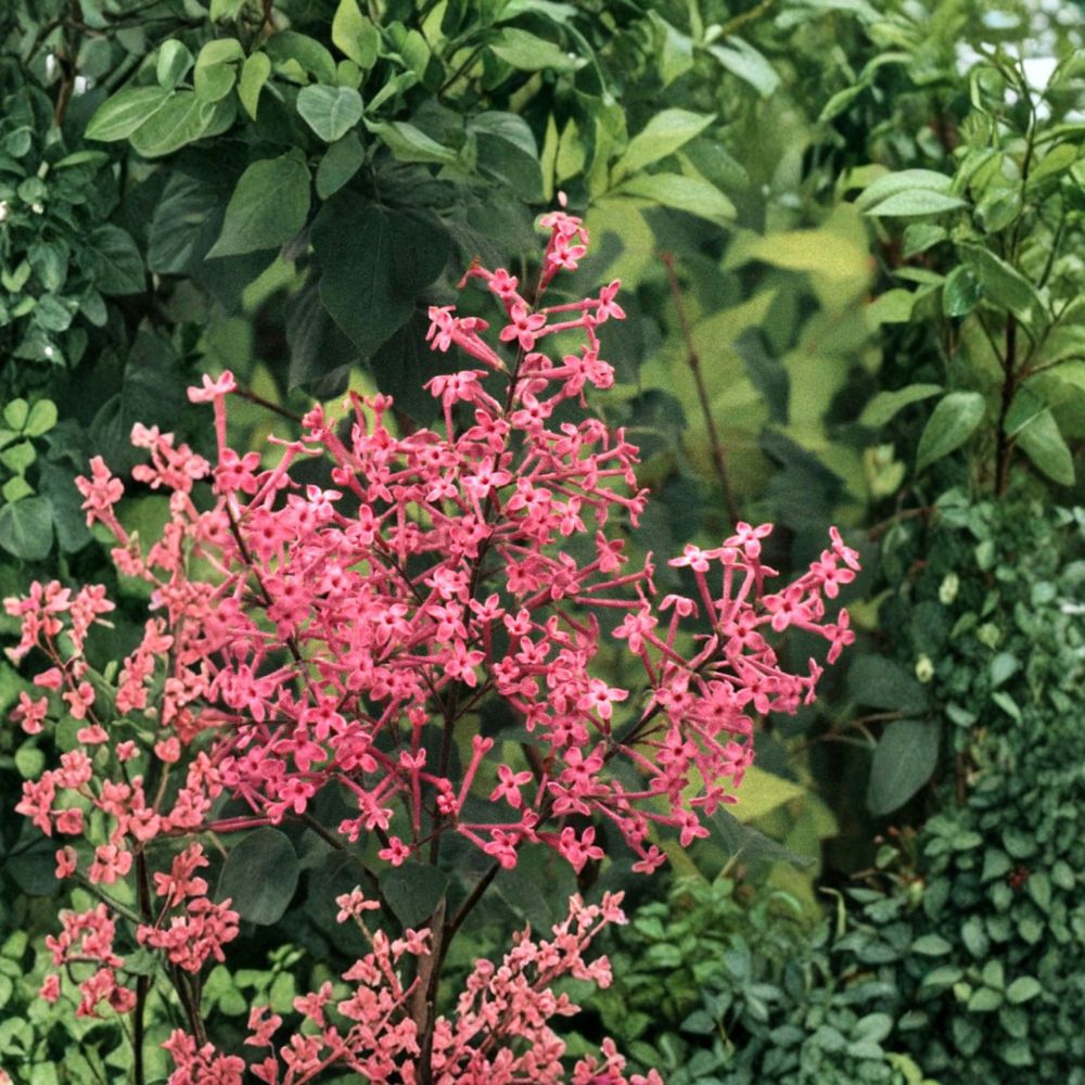 George Eastman Lilac Live Shrub 1 Gallon Pink Fragrant Reblooming Syringa x julianae for Gardens & Landscaping