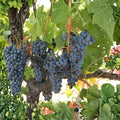 Live Cabernet Sauvignon Grape Plant in Nursery Pot | Vitis vinifera | Full-Bodied Red Wine Grape for Backyard Vineyard
