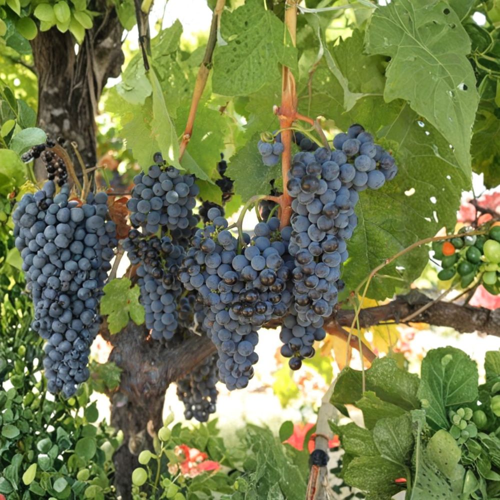 Live Cabernet Sauvignon Grape Plant in Nursery Pot | Vitis vinifera | Full-Bodied Red Wine Grape for Backyard Vineyard