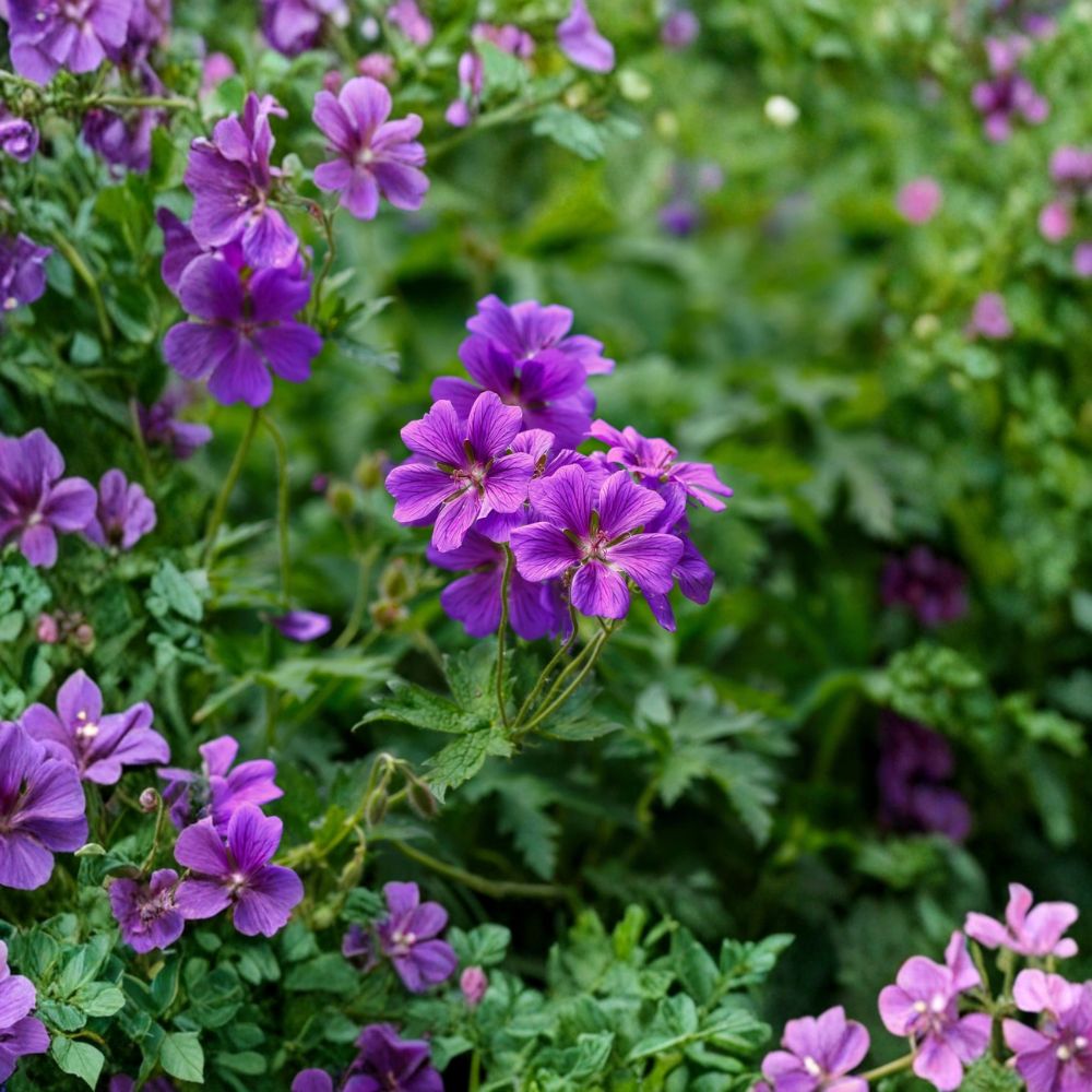 Geranium ‘Kashmir Purple’ Bare Root Plants – Vibrant Purple Cranesbill Perennial for Borders and Gardens