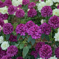 Rhododendron ‘Royal Purple’ Evergreen Shrub, Deep Purple Blooms with Golden Blotch, #2 Container Plant