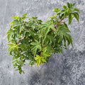 Acer palmatum ‘Sagara Nishiki’ Live Tree – Yellow Variegated Japanese Maple, 30–40 Inches, Ornamental Garden Tree
