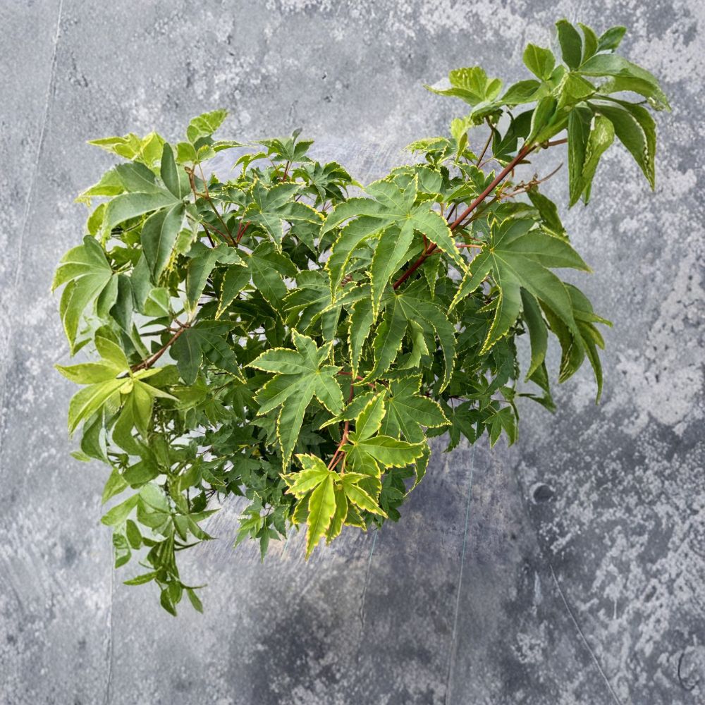 Acer palmatum ‘Sagara Nishiki’ Live Tree – Yellow Variegated Japanese Maple, 30–40 Inches, Ornamental Garden Tree