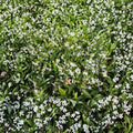 Star Jasmine Live Plant in #3 Container – Fragrant White Flowering Evergreen Climber – Trachelospermum jasminoides