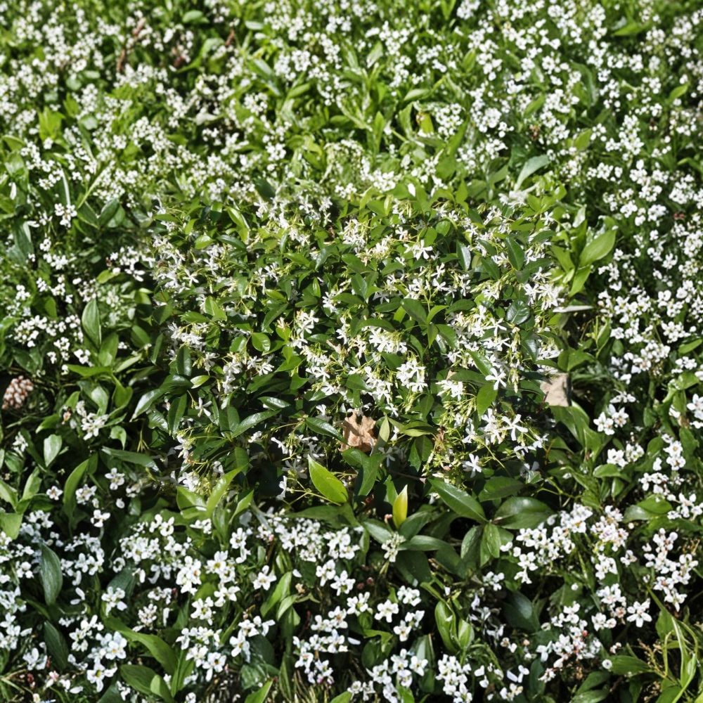 Star Jasmine Live Plant in #3 Container – Fragrant White Flowering Evergreen Climber – Trachelospermum jasminoides
