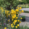 Carolina Jessamine Plants – 15 Live Gelsemium sempervirens Yellow Jasmine Vines in 3.5" Pots for Outdoor Garden, Climbing, Fence, Trellis
