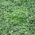 Dwarf English Laurel Shrub | Evergreen Groundcover | Prunus laurocerasus ‘Mt Vernon’ | 1 Gallon Container