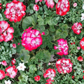 Red White Geranium Cuttings – Pelargonium Zonal, 2 Unrooted 6-Inch Bi-Color Blooms for Patio & Container Gardens