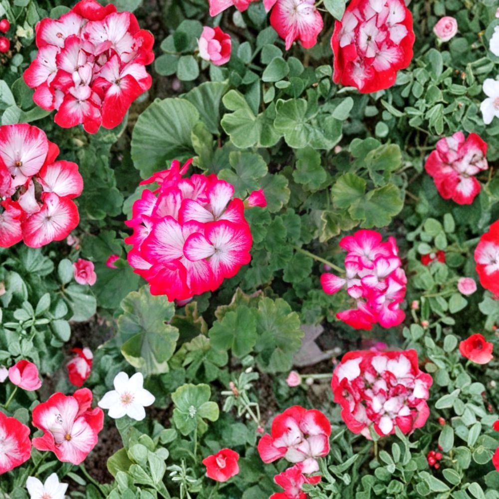 Red White Geranium Cuttings – Pelargonium Zonal, 2 Unrooted 6-Inch Bi-Color Blooms for Patio & Container Gardens