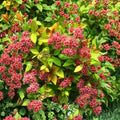 Magic Carpet Spirea – Live Dwarf Flowering Shrub in 4 Inch Pot, Golden Foliage, Compact Landscape Plant, Spiraea japonica