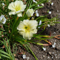 Joan Senior Daylily Bare Root Plants – Hardy White Perennial Flowering Hemerocallis for Garden Borders and Pollinator Gardens